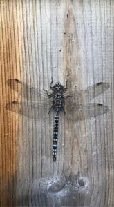 Judy Elder dragonfly Judy Elder dragonfly