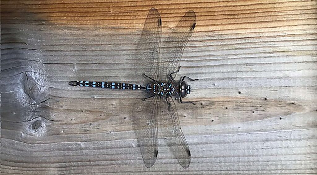 Judy Elder dragonfly